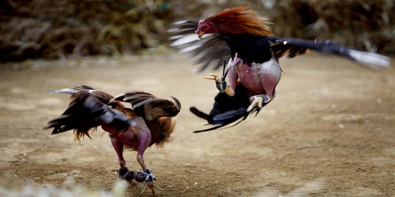 Tại sao nên lựa chọn cá cược đá gà 58WIN 