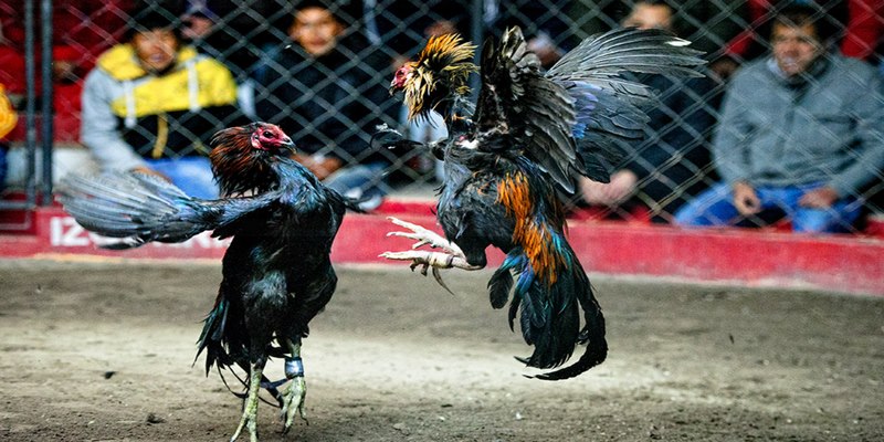 Các giống gà trong trận đấu nổi bật tại 58WIN