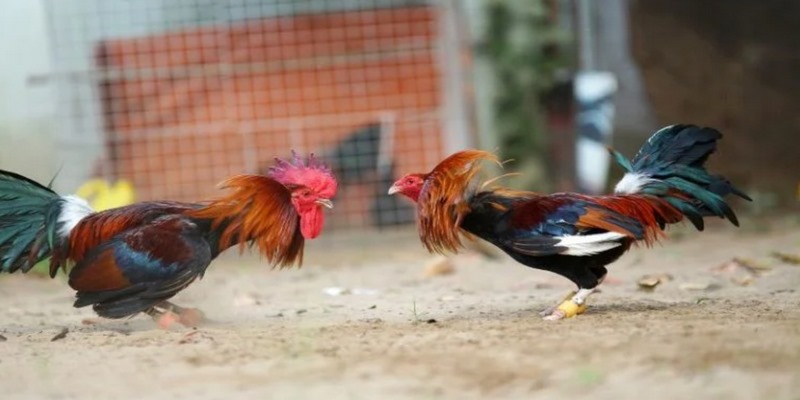 Xu hướng đá gà 58WIN với những điểm nổi bật 