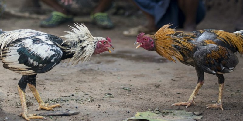 Những trải nghiệm trong xu hướng đá gà 58WIN 